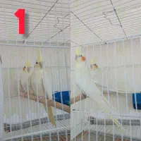 چندین جفت عروس هلندی فروشی