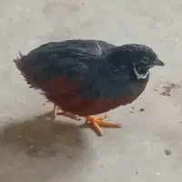 بلدرچین مینیاتوری نر