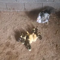 جوجه اردک به همراه مادر