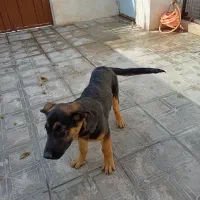 سگ ماده|سگ|چناران, |دیوار
