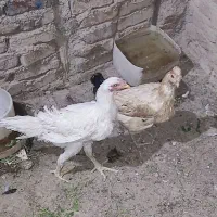 دوتا مرغ فروشی نروماده،یک دوصد،