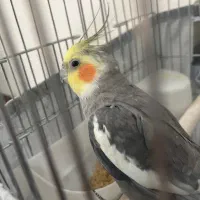 عروس هلندی نر سخنگو با قفس۸۰۰