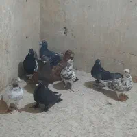 کبوتر پرشی یاهو|پرنده|قم, خاکفرج|دیوار