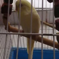 مرغ عشق تک و یک عدد طوطی برزیلی