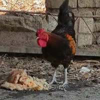 خروس|حیوانات مزرعه|گرگان, |دیوار