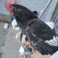 خروس سیاه و مرندی  کشتنی و جوجه کشی