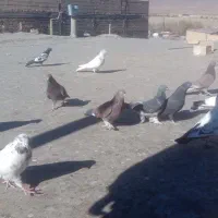 کفتر اصفهانی و تهرانی|پرنده|چادگان, |دیوار