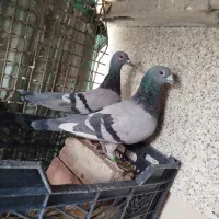 جفت نرو ماده سبز نزدیک تخم