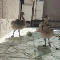 جوجه شترمرغ