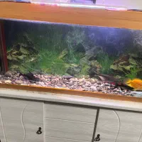 آکواریوم|ماهی|یزد, |دیوار