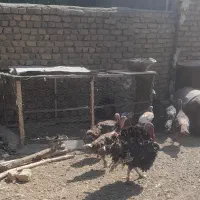 تعداد غاز وبوقلمون