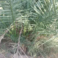 جونگ خرما|گل و گیاه طبیعی|بم, |دیوار