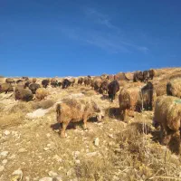 میش بره دار و ابستن (سپیدان )