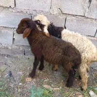 بره نر و ماده