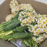 نرگس|گل و گیاه طبیعی|قائمشهر, |دیوار