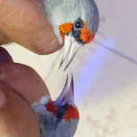 سهره سر سیاه و کرمونی|پرنده|شیراز, گل سرخ|دیوار