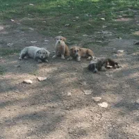 سگ پاکوتا