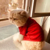 گربه پرشین سوپر فلت