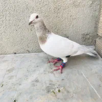 ماده سرونج المان