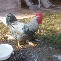 یک عددخروس سیاه سفیدقیمت ۹۰۰۰۰۰