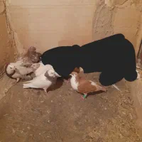 ۵تاکبوتر رنگی پرشی