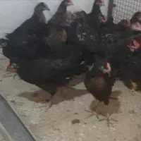 قربانی خروس سیاه