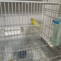 قناری رسمی بلند|پرنده|پاکدشت, پاکدشت (مامازند)|دیوار