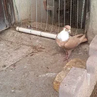 ماده زرد رسمی