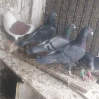 ۵تا کبوتر نر پرشی بیرونی