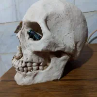 مجسمه جمجمه