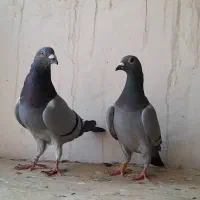 پلاکی درجه یک|پرنده|برازجان, |دیوار