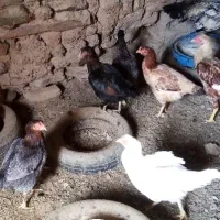 تخم مرغ لاری نطفه دار