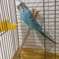 مرغ عشق نر سر حال
