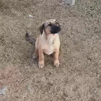 یک توله سرابی ماده دوماه نیم دهن باک به شرت|سگ|سلفچگان, |دیوار