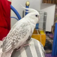 عروس هلندی ماده