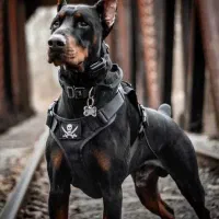 سگ گارد دوبرمن ، روتوایلر ، ژرمن ، مالینویز