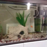 آکواریوم ماهیران|ماهی|محمدشهر, ولدآباد|دیوار