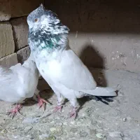 کبوتر پرشی|پرنده|بوئین زهرا, |دیوار