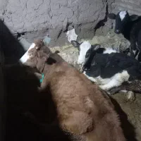 گوساله و گوسفند قربانی|حیوانات مزرعه|هریس, |دیوار