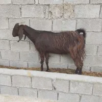 سلام یک عددبزدوقلوبادوکهرنر|حیوانات مزرعه|برازجان, |دیوار