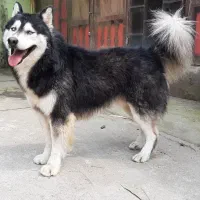 فروش هاسکی نر