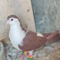 ساده خوشگل