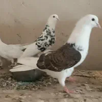 کفتر تیرماه