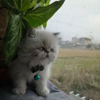 گربه پرشین نر|گربه|رشت, سعدی (تختی)|دیوار