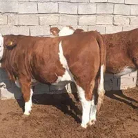 اصیل ترین گوساله هایه سمینتال وارداتی|حیوانات مزرعه|شهرکرد, |دیوار