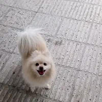 سگه