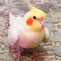 لوتینو زعفرانی نر|پرنده|رشت, نظری|دیوار