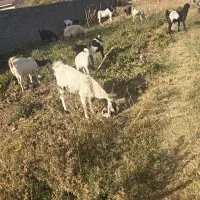 11 عدد بز . نربز و بزغاله پاکستانی اصیل