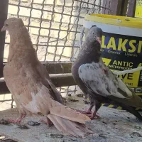 جوجه سینه ای|پرنده|حمیدیه, |دیوار