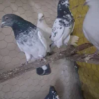 36 عدد کفتر آس کبوتر|پرنده|قرچک, زیبا شهر|دیوار